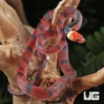 Baby Red Vine Snakes For Sale - Underground Reptiles