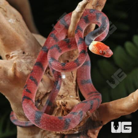 Baby Red Vine Snakes For Sale - Underground Reptiles