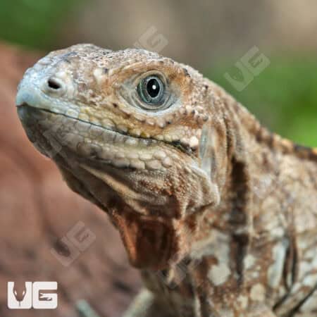 Rhino Iguanas For Sale - Underground Reptiles