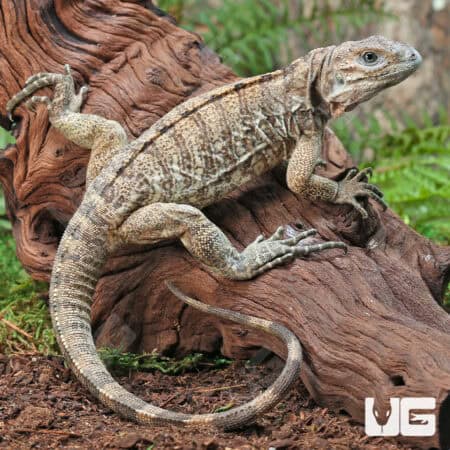 Rhino Iguanas For Sale - Underground Reptiles