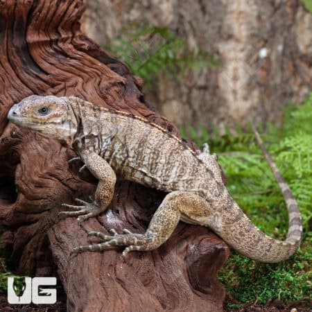 Rhino Iguanas For Sale - Underground Reptiles