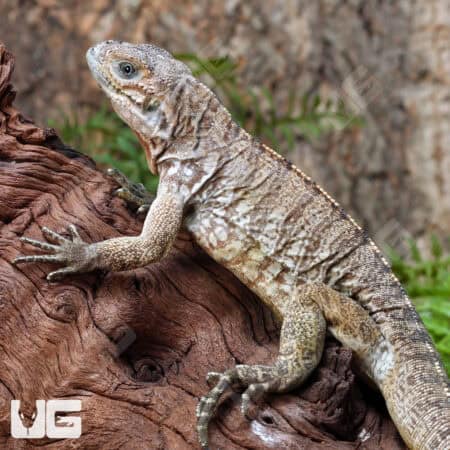 Rhino Iguanas For Sale - Underground Reptiles