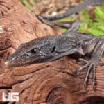 Black Tree Monitors For Sale - Underground Reptiles