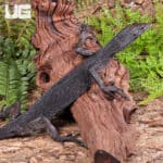 Black Tree Monitors For Sale - Underground Reptiles