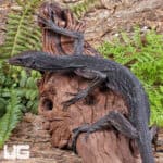 Black Tree Monitors For Sale - Underground Reptiles