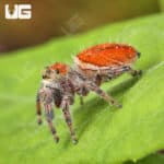 Brilliant Jumping Spiders (Phidippus Clarus) For Sale - Underground Reptiles
