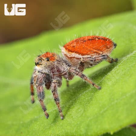 Brilliant Jumping Spiders (Phidippus Clarus) For Sale - Underground Reptiles