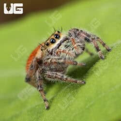 Brilliant Jumping Spiders (Phidippus Clarus) For Sale - Underground Reptiles