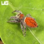 Brilliant Jumping Spiders (Phidippus Clarus) For Sale - Underground Reptiles