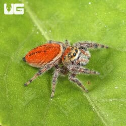 Brilliant Jumping Spiders (Phidippus Clarus) For Sale - Underground Reptiles