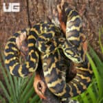 IJ Carpet Pythons For Sale - Underground Reptiles