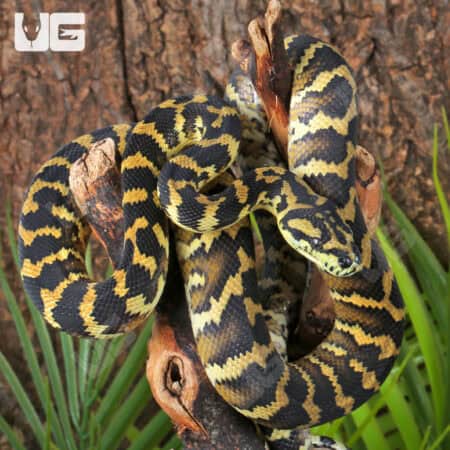 IJ Carpet Pythons For Sale - Underground Reptiles