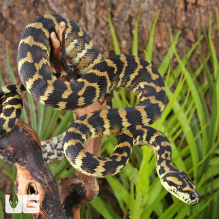 IJ Carpet Pythons For Sale - Underground Reptiles