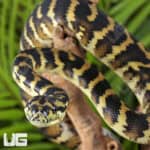 IJ Carpet Pythons For Sale - Underground Reptiles