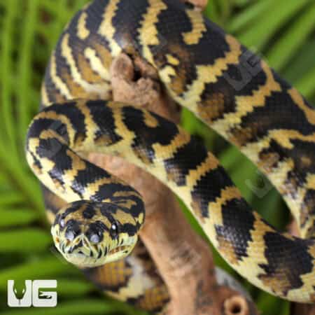 IJ Carpet Pythons For Sale - Underground Reptiles