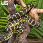 IJ Carpet Pythons For Sale - Underground Reptiles