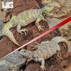 Ornate Uromastyx For Sale - Underground Reptiles