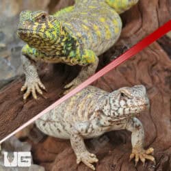 Ornate Uromastyx For Sale - Underground Reptiles