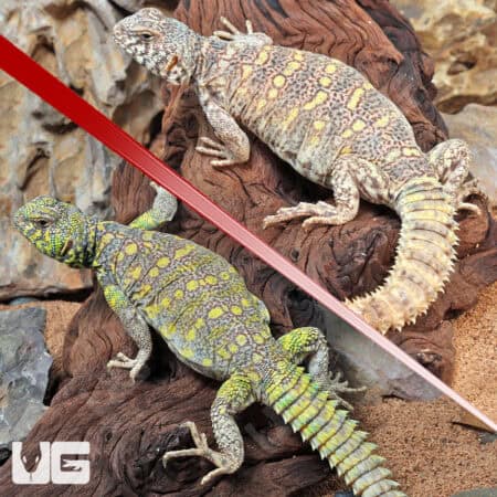 Ornate Uromastyx For Sale - Underground Reptiles