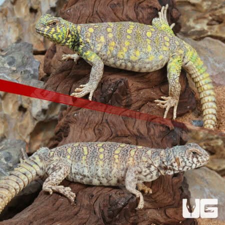 Ornate Uromastyx For Sale - Underground Reptiles