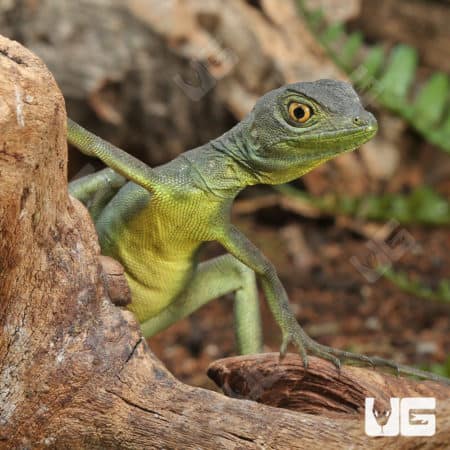 Yearling Green Basilisks (Basiliscus plumifrons) For Sale - Underground Reptiles