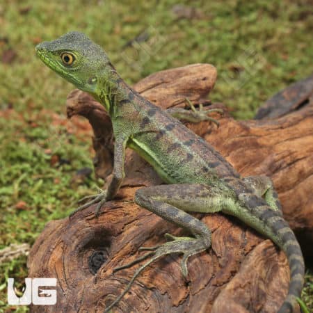 Yearling Green Basilisks (Basiliscus plumifrons) For Sale - Underground Reptiles