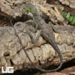 Yearling Green Basilisks (Basiliscus plumifrons) For Sale - Underground Reptiles