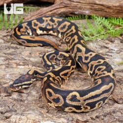 Leopard Yellowbelly Het Pied Ball Pythons For Sale - Underground Reptiles