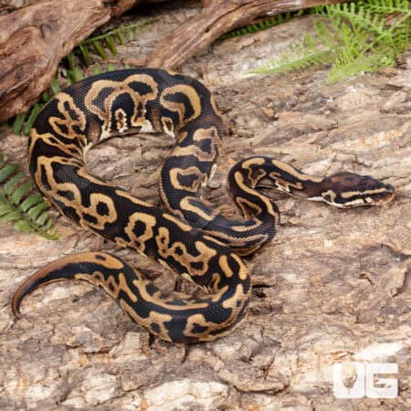 Leopard Yellowbelly Het Pied Ball Pythons For Sale - Underground Reptiles