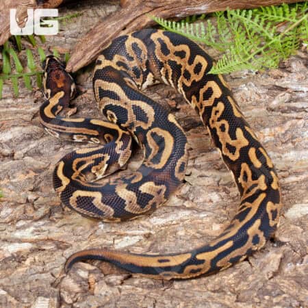 Leopard Yellowbelly Het Pied Ball Pythons For Sale - Underground Reptiles