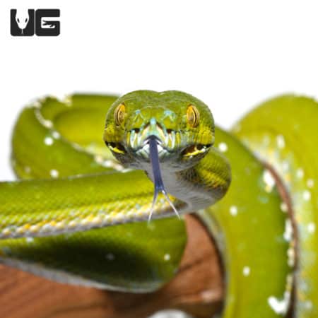 Adult Aru Green Tree Python for sale - Underground Reptiles