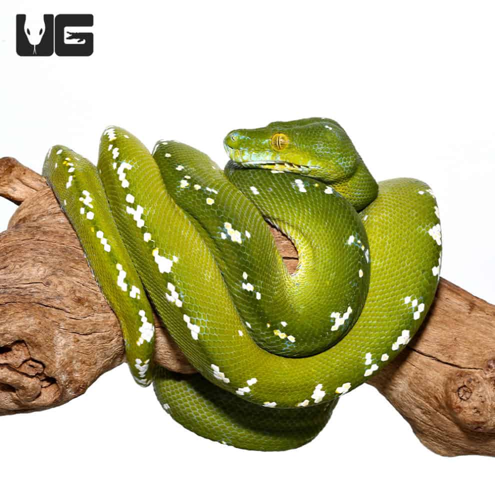 Adult Aru Green Tree Python for sale Underground Reptiles