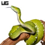 Adult Female Aru Green Tree Python #3 (Morelia viridis) For Sale - Underground Reptiles