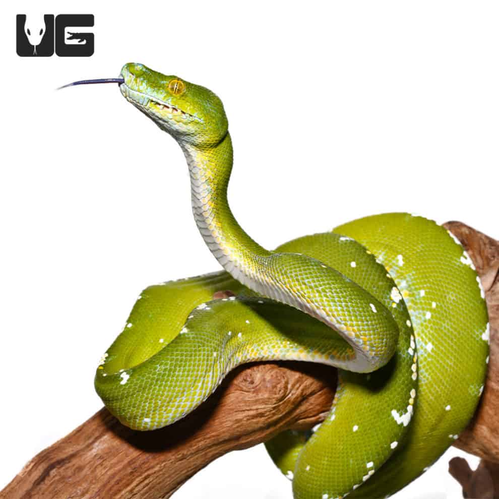 Adult Aru Green Tree Python for sale - Underground Reptiles