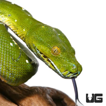 Adult female Aru Green Tree Python, showcasing vibrant green coloration and striking yellow eyes.