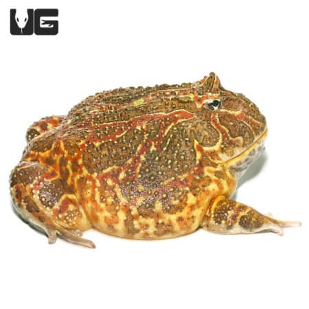 Ornate Pacman Frogs (Ceratophrys ornata) For Sale - Underground Reptiles