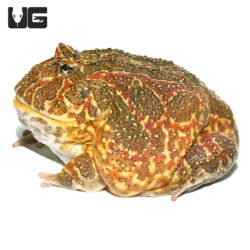 Ornate Pacman Frogs (Ceratophrys ornata) For Sale - Underground Reptiles