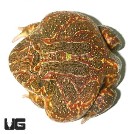 Ornate Pacman Frogs (Ceratophrys ornata) For Sale - Underground Reptiles