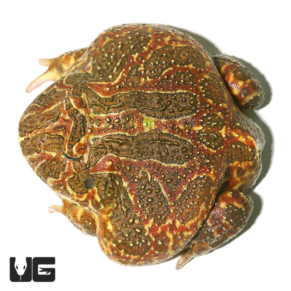 Ornate Pacman Frogs For Sale Underground Reptiles
