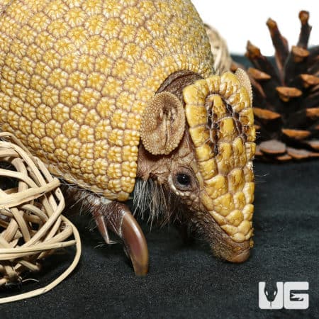 Three Banded Armadillo (Tolypeutes matacus) For Sale - Underground Reptiles