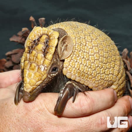 Three Banded Armadillo (Tolypeutes matacus) For Sale - Underground Reptiles