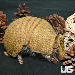Three Banded Armadillo (Tolypeutes matacus) For Sale - Underground Reptiles
