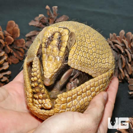 Three Banded Armadillo (Tolypeutes matacus) For Sale - Underground Reptiles