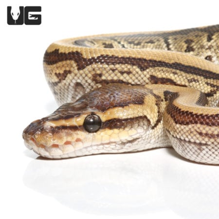 Baby Female Mojave Pinstripe Ball Pythons (Python regius) For Sale - Underground Reptiles