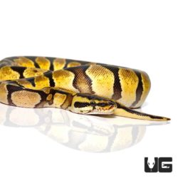 Baby Pastel Enchi Ball Pythons For Sale - Underground Reptiles