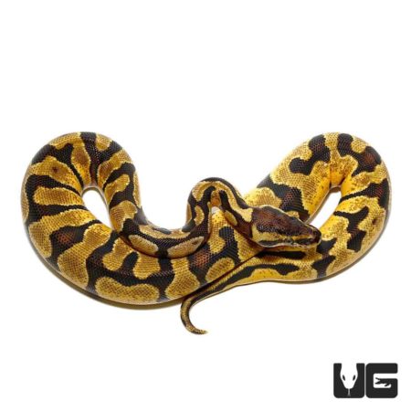 Baby Pastel Enchi Ball Pythons For Sale - Underground Reptiles