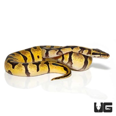 Baby Pastel Enchi Ball Pythons For Sale - Underground Reptiles