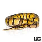 Baby Pastel Enchi Ball Pythons For Sale - Underground Reptiles