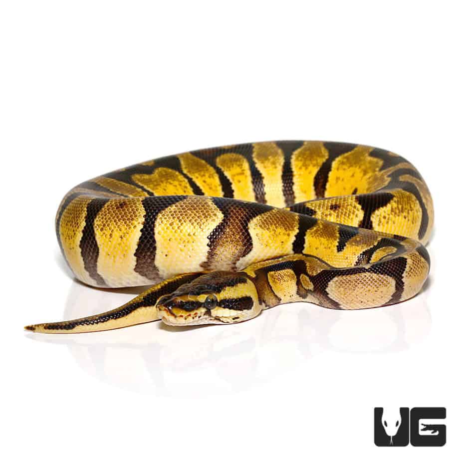 Baby Pastel Enchi Ball Python For Sale Underground Reptiles