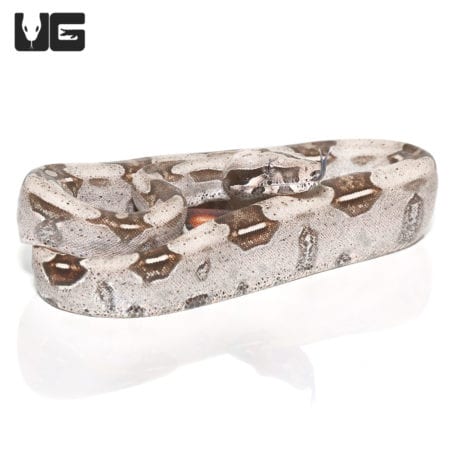 Baby Spotted Saddle Guyana Redtail Boa (Boa c. constrictor) For Sale - Underground Reptiles